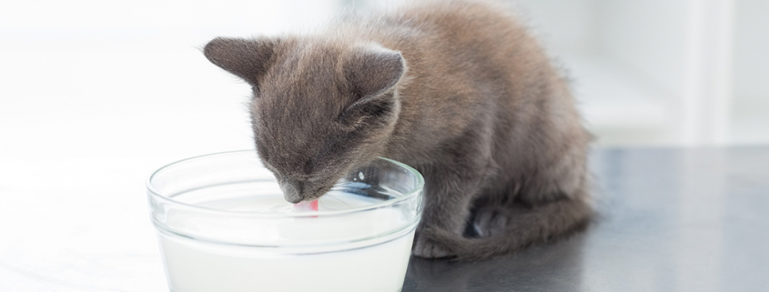 Chat buvant du lait