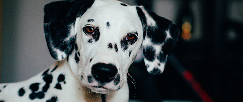 Un dalmatien regardant la caméra