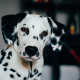 Un dalmatien regardant la caméra