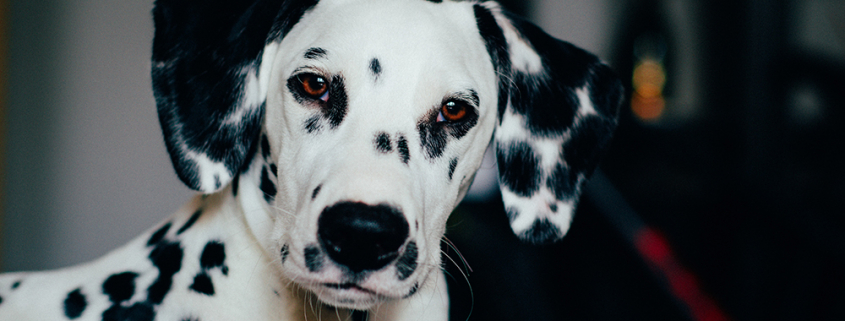 Un dalmatien regardant la caméra