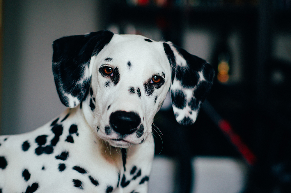 Un dalmatien regardant la caméra