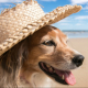 chien à la plage avec chapeau de paille