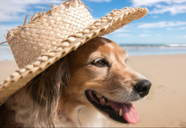 chien à la plage avec chapeau de paille
