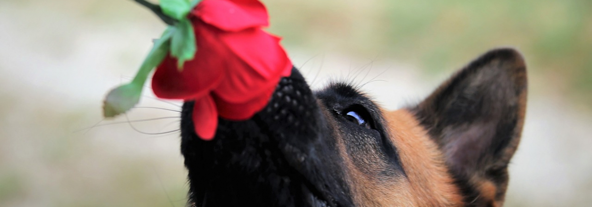 chien qui sent une rose