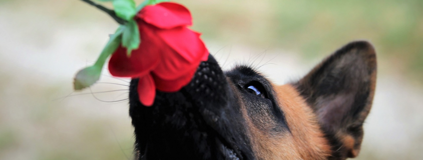 chien qui sent une rose