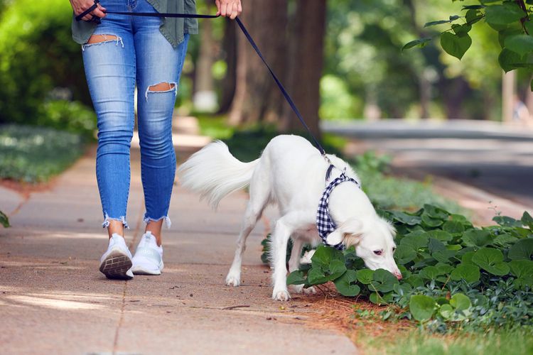 chien qui renifle dans la rue