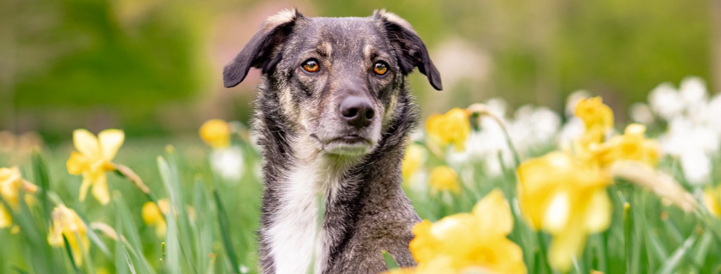 Chien au milieu des fleurs