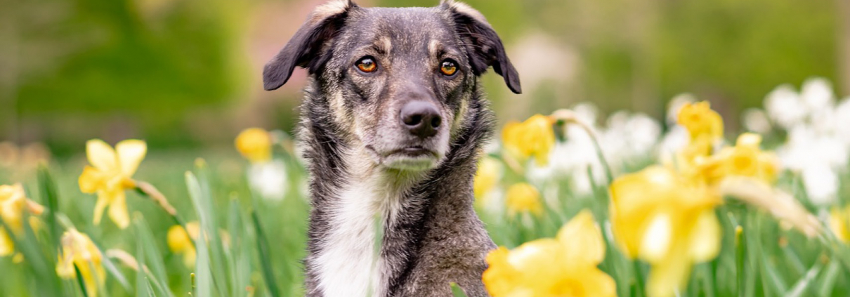 Chien au milieu des fleurs