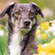 Chien au milieu des fleurs