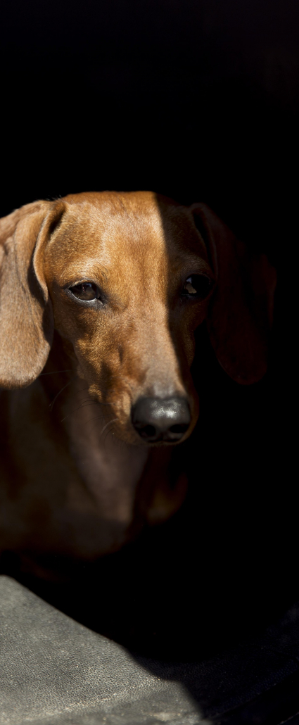 chien-mignon-assis-pres-de-la-voiture