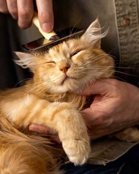 personne-agee-avec-chat - Copie