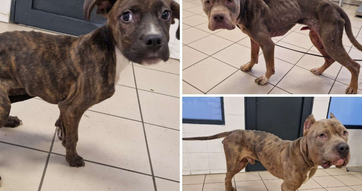 trois-chiens-abandonnés