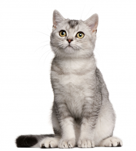 iStock_000018003611Large