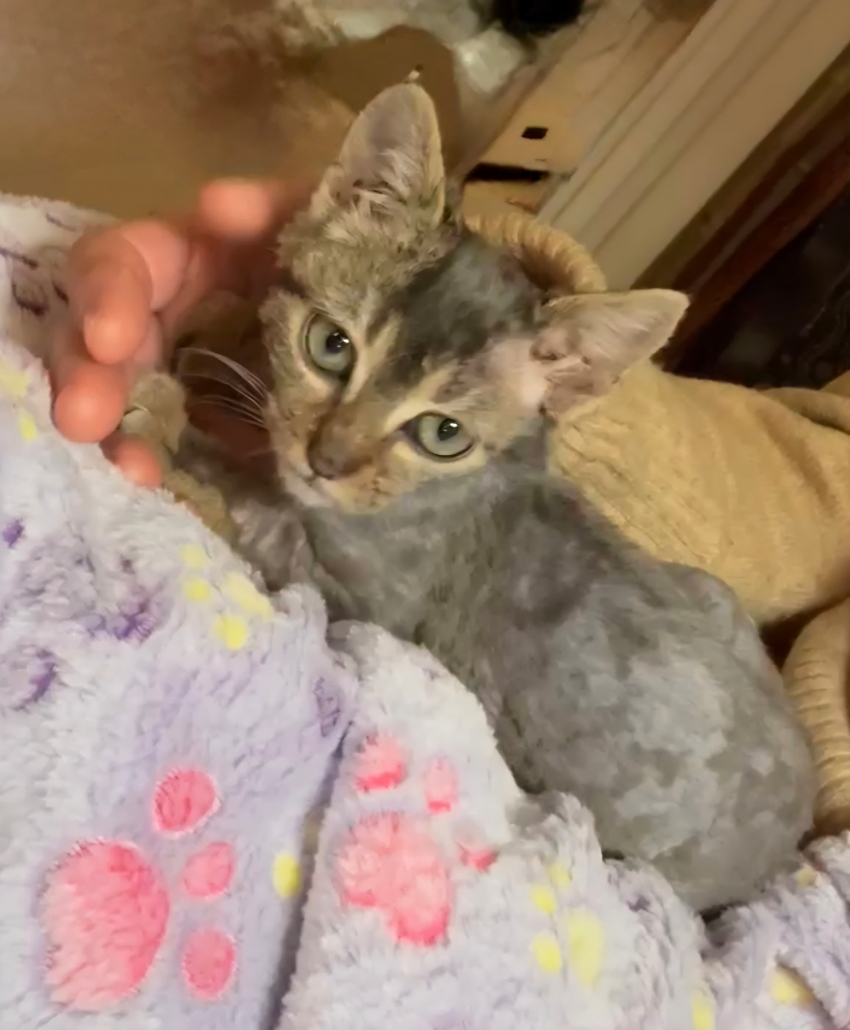 Photo de Kaya lors de son adoption