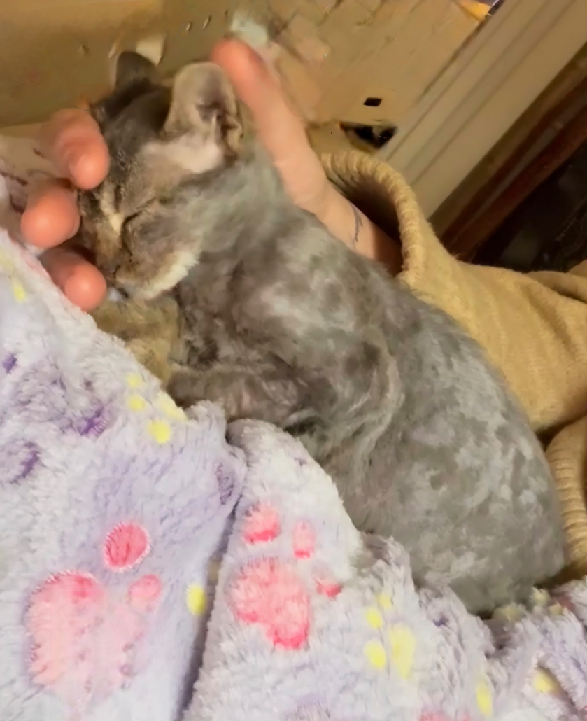 Photo de Kaya lors de son adoption