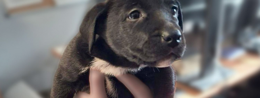 Chiot affaire