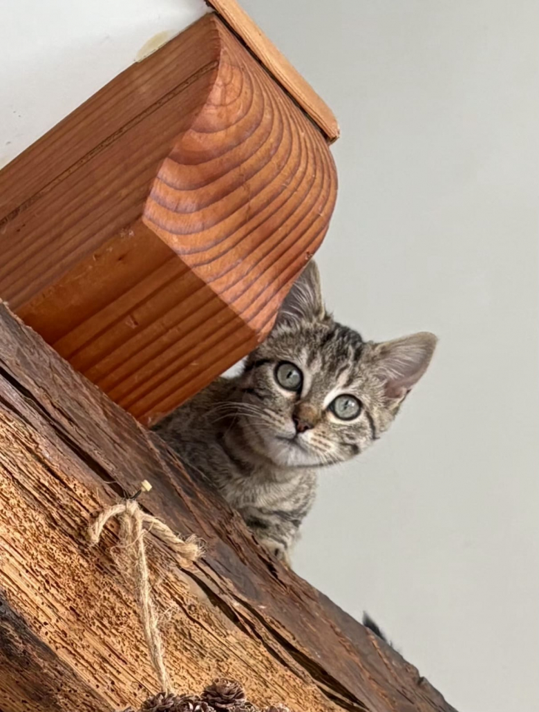 Photo de Kaya posée sur une poutre