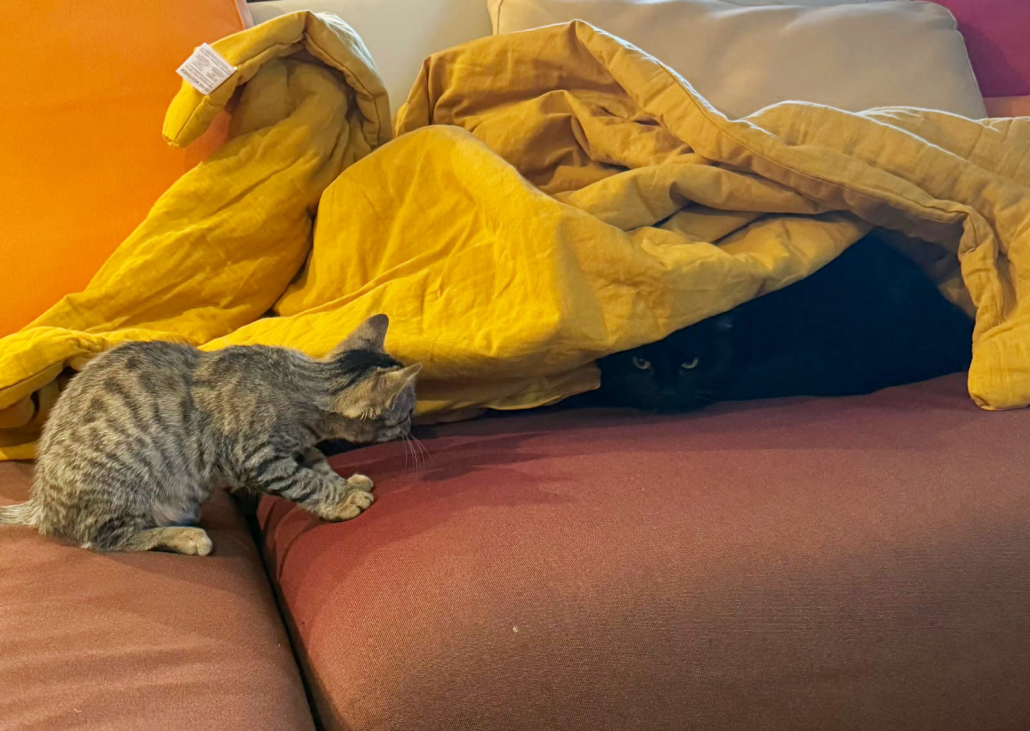 Photo de Louna et Kaya en train de jouer