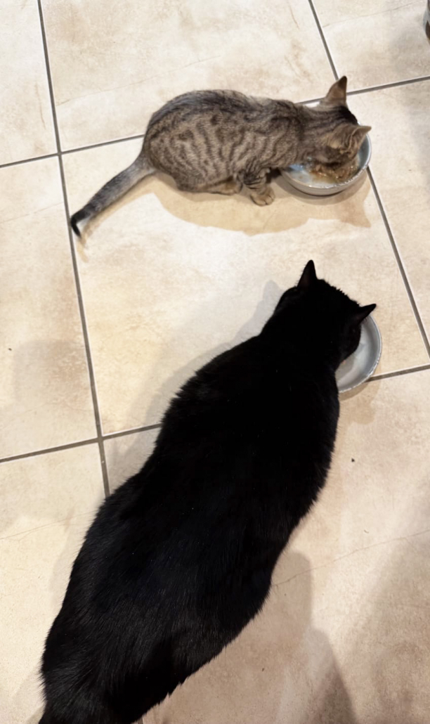 Photo de Louna et Kaya en train de manger