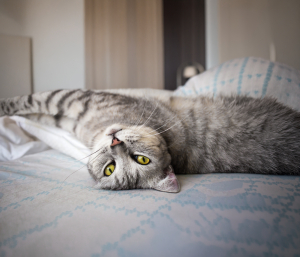 Chat gris allongé Chat gris allongé