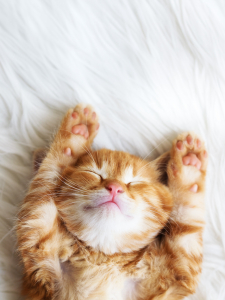 Chaton roux recadré Chaton roux