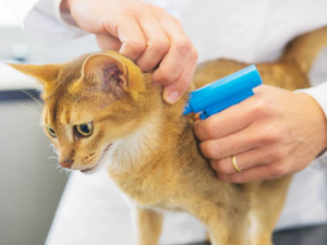 Chat identification stérilisation Chat identification stérilisation