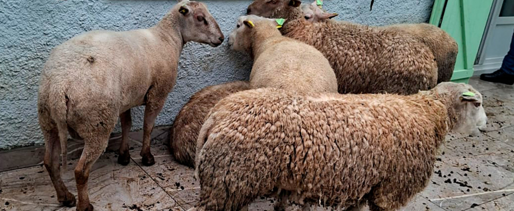 Moutons dans cour