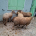 Moutons dans cour