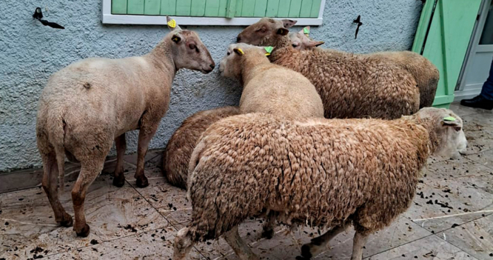 Moutons dans cour