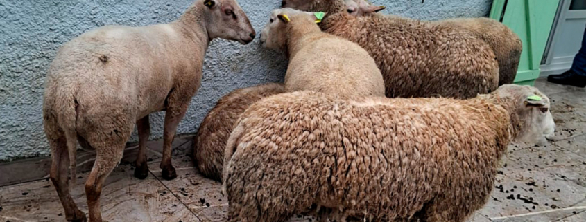 Moutons dans cour