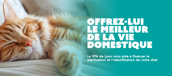 Campagne stérilisation identification SPA de Lyon