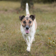 SYBELLE 343702