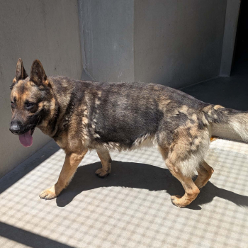 TYSON