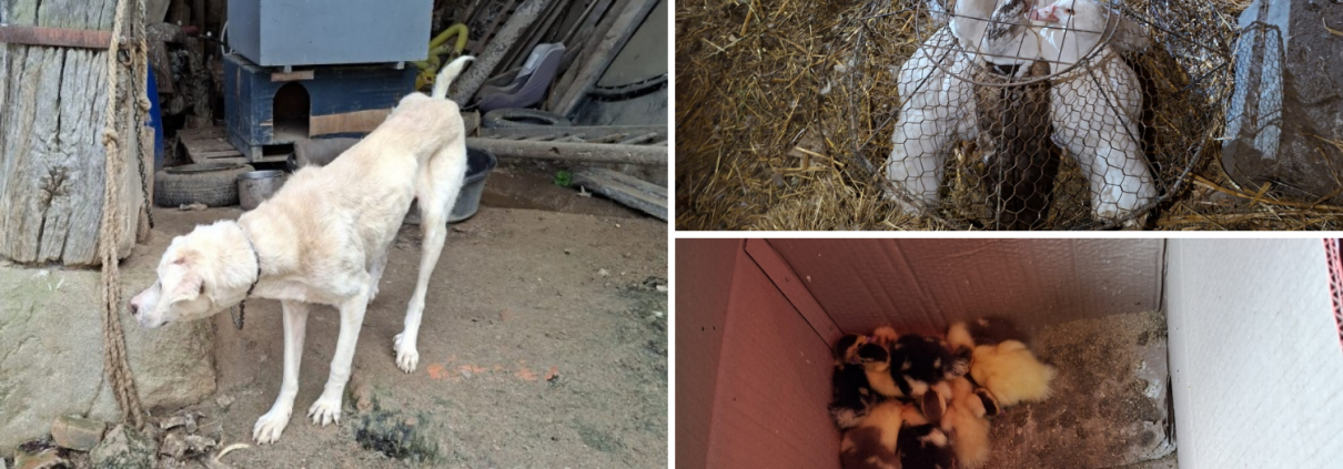 Affaire maltraitance : animaux trouvés dans une ferme