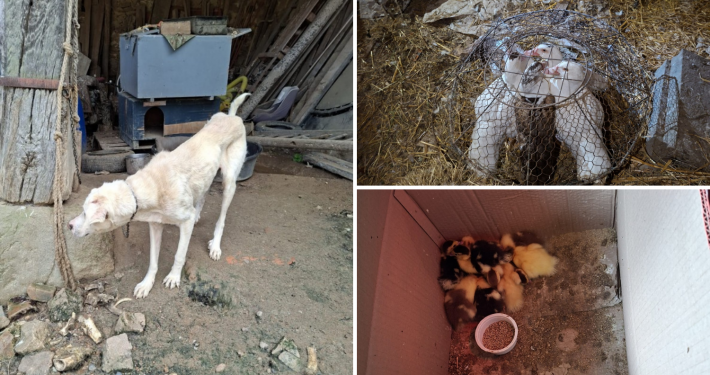 Affaire maltraitance : animaux trouvés dans une ferme