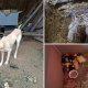 Affaire maltraitance : animaux trouvés dans une ferme
