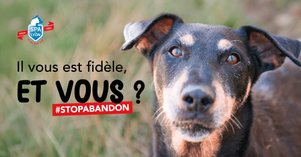 Miniature mise en avant article_site_CampagneEte2026 Visuel chien campagne été 2026