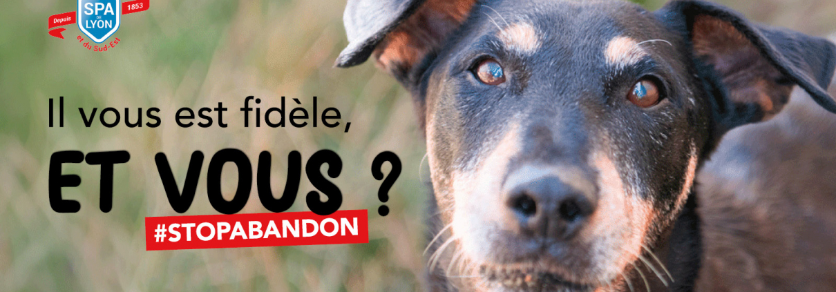 Visuel chien campagne été 2026