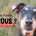 Visuel chien campagne été 2026