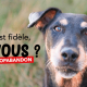 Visuel chien campagne été 2026