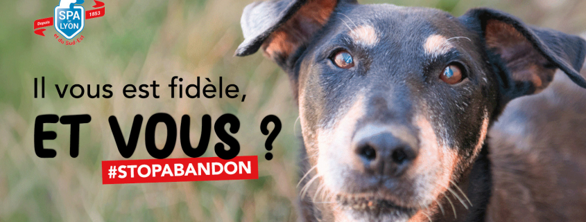 Visuel chien campagne été 2026