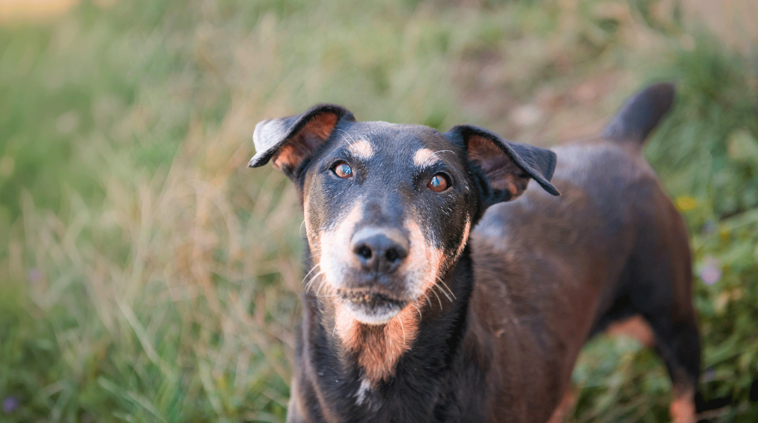 Photo chien