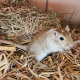 RE344502 RATATOUILLE